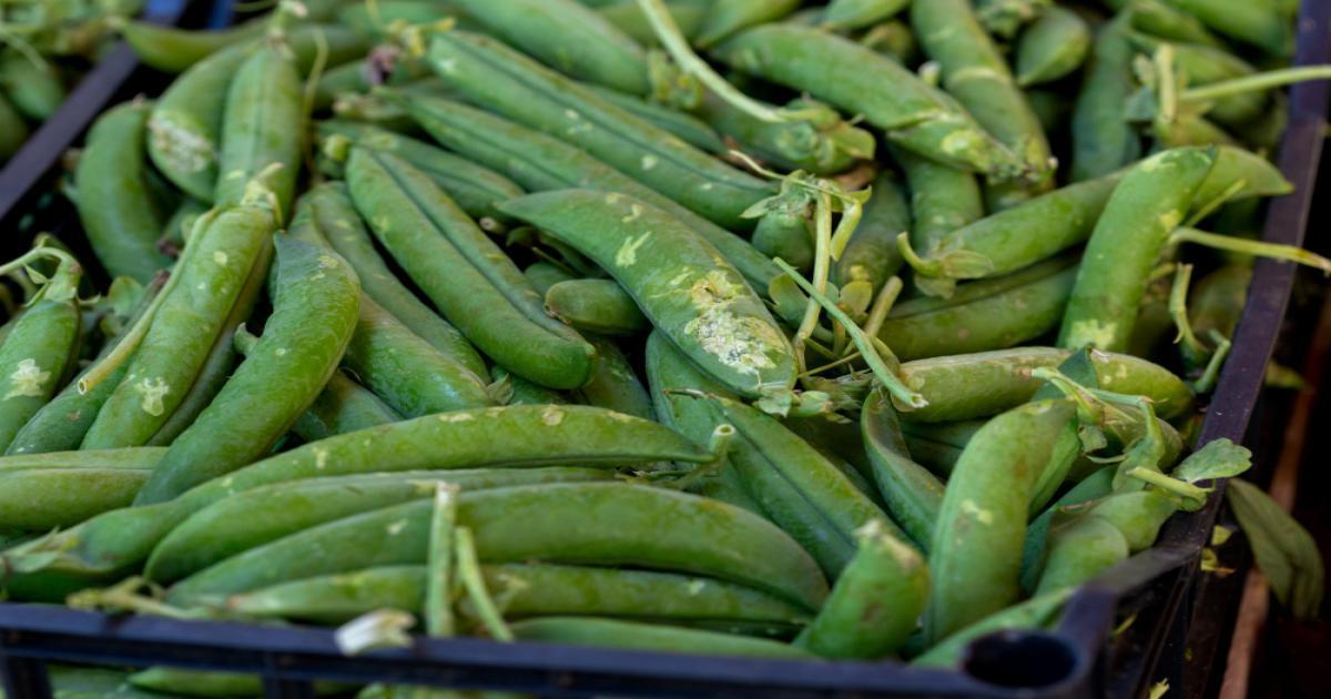 Green Pea Prices in Maharashtra and Rajasthan